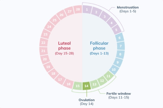 A Comprehensive Guide to The Menstrual Cycle